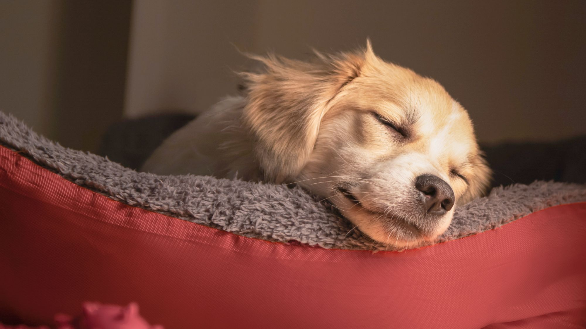 Puppy sleeping in a red dog bed