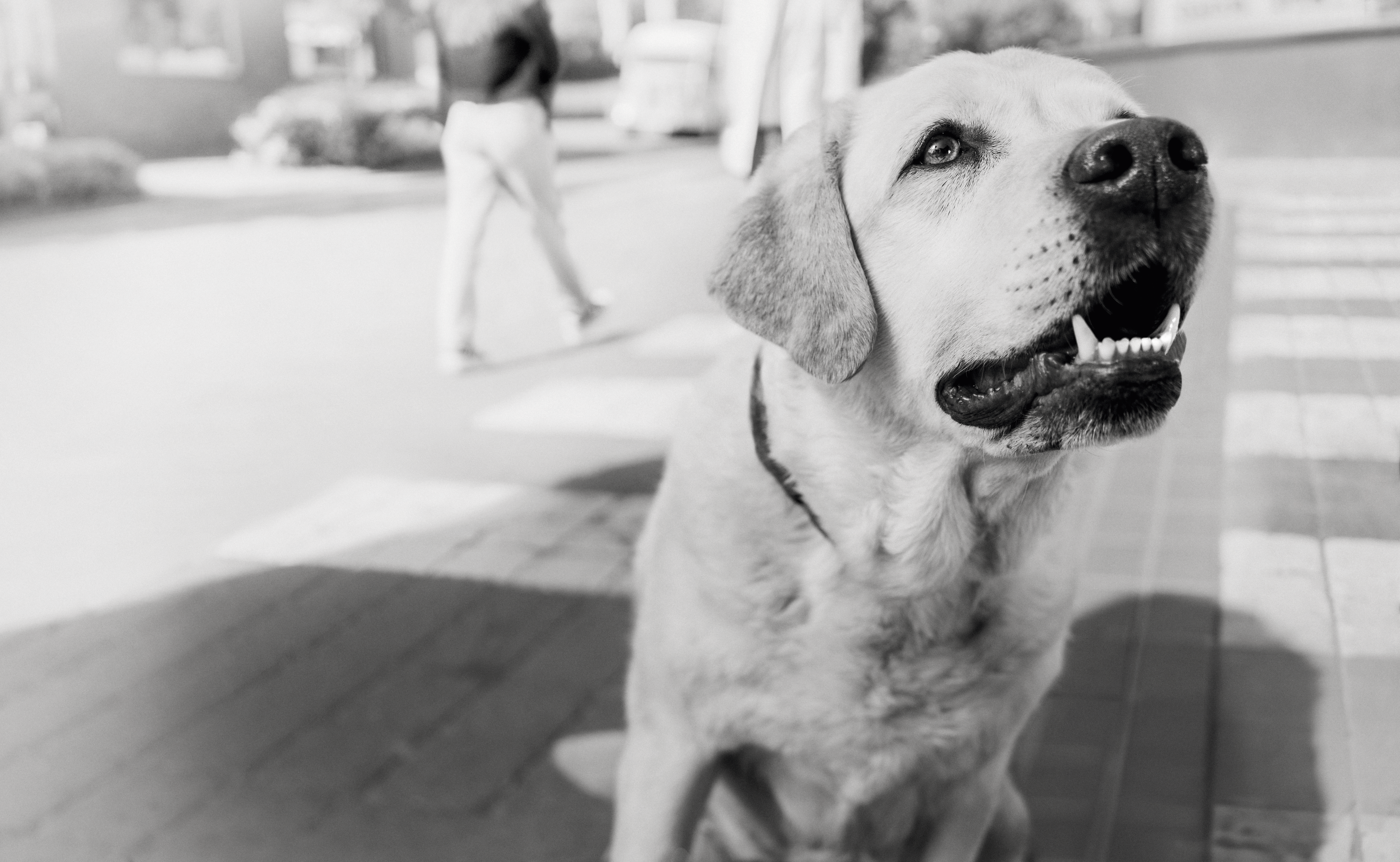 Labrador Retriever en noir et blanc