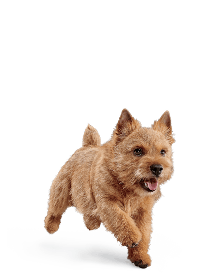 Eukanuba - Adult Small Breed - Facing Illustration (2019 Restage)