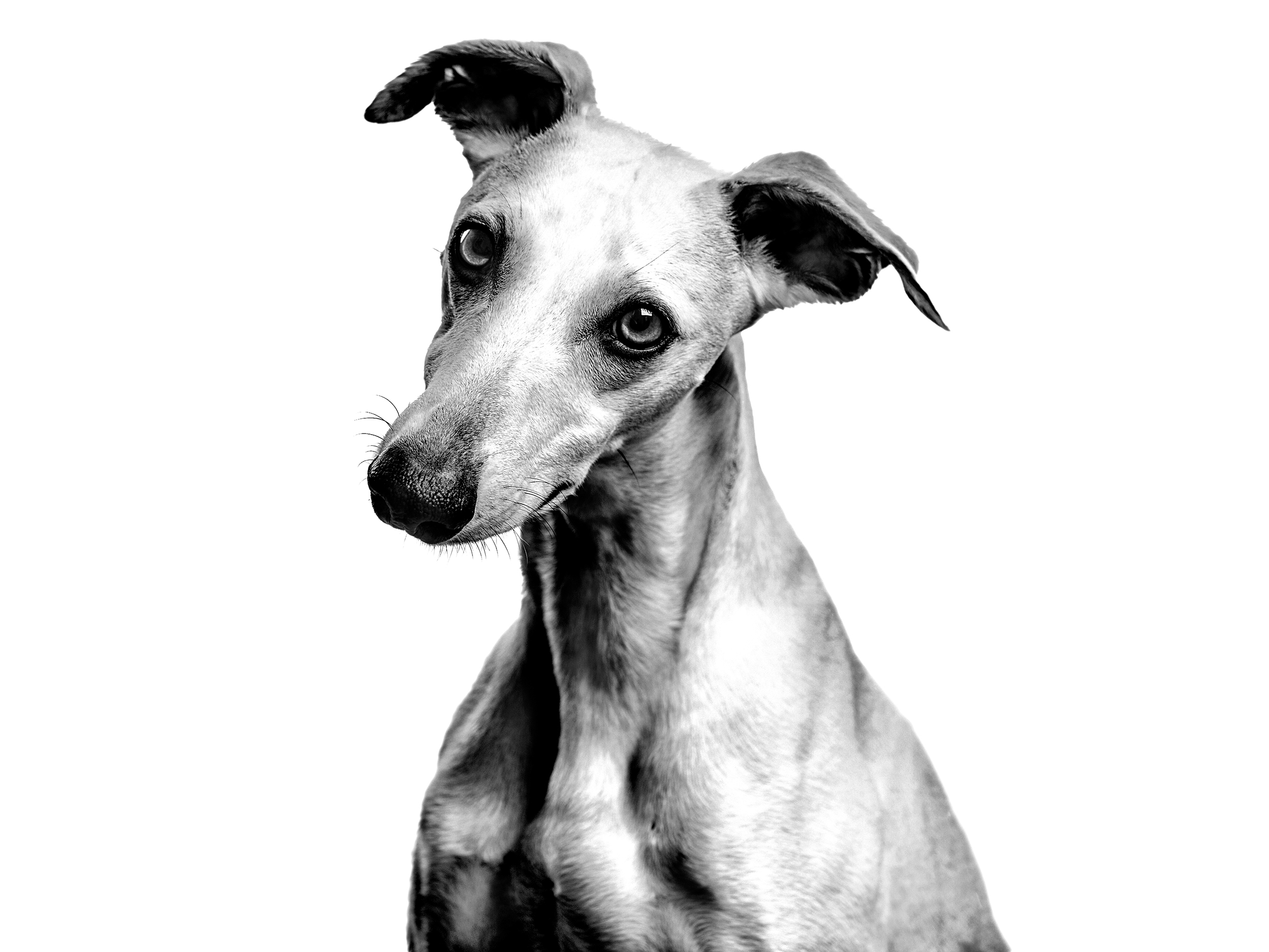 Greyhound adult in black and white