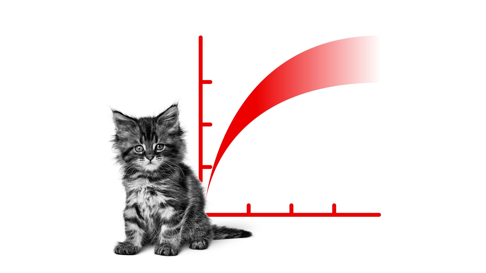 Gattino Maine Coon in bianco e nero sdraiato davanti a un'illustrazione della curva di crescita