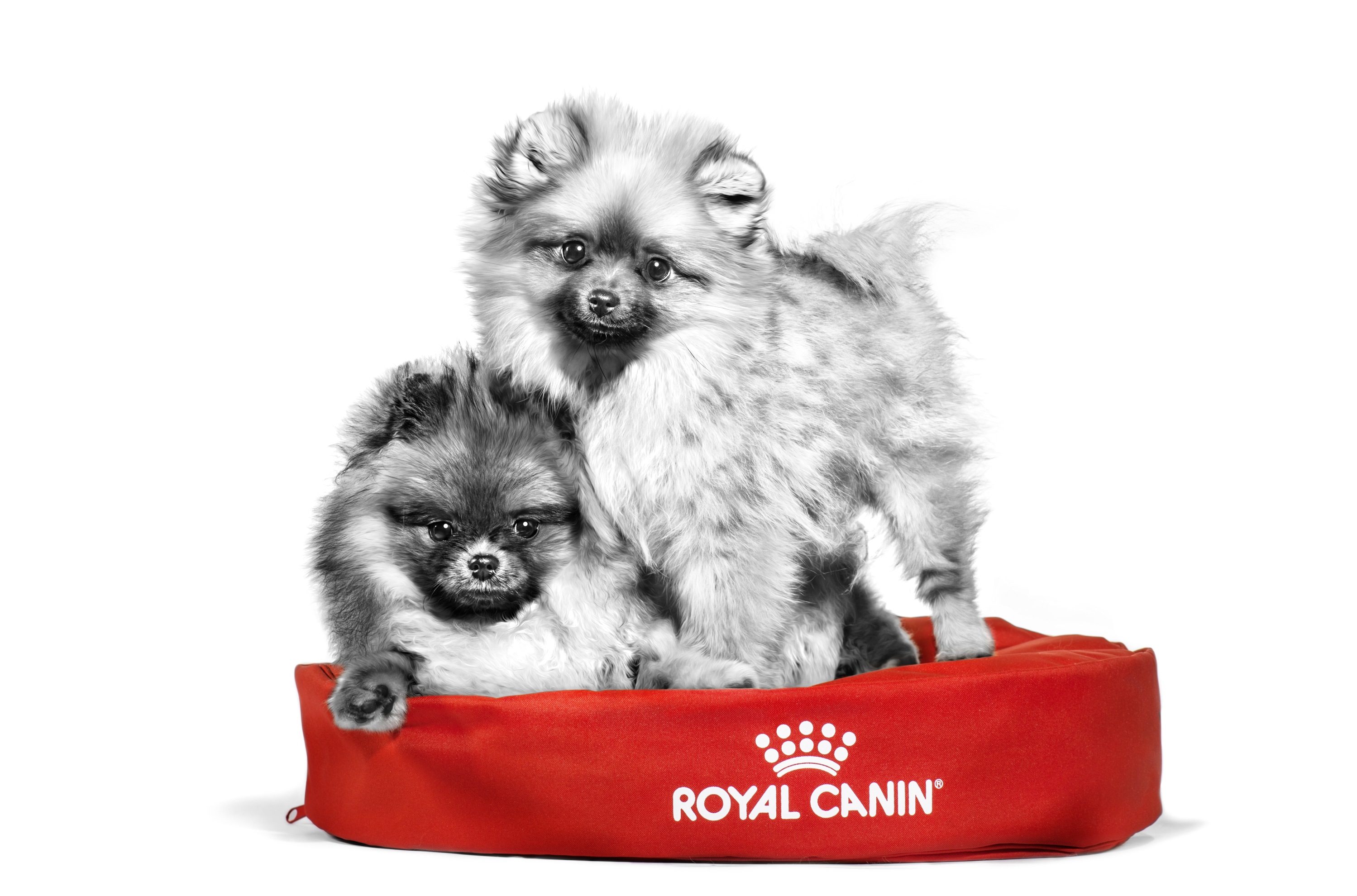 Pomeranian puppies black and white in red basket