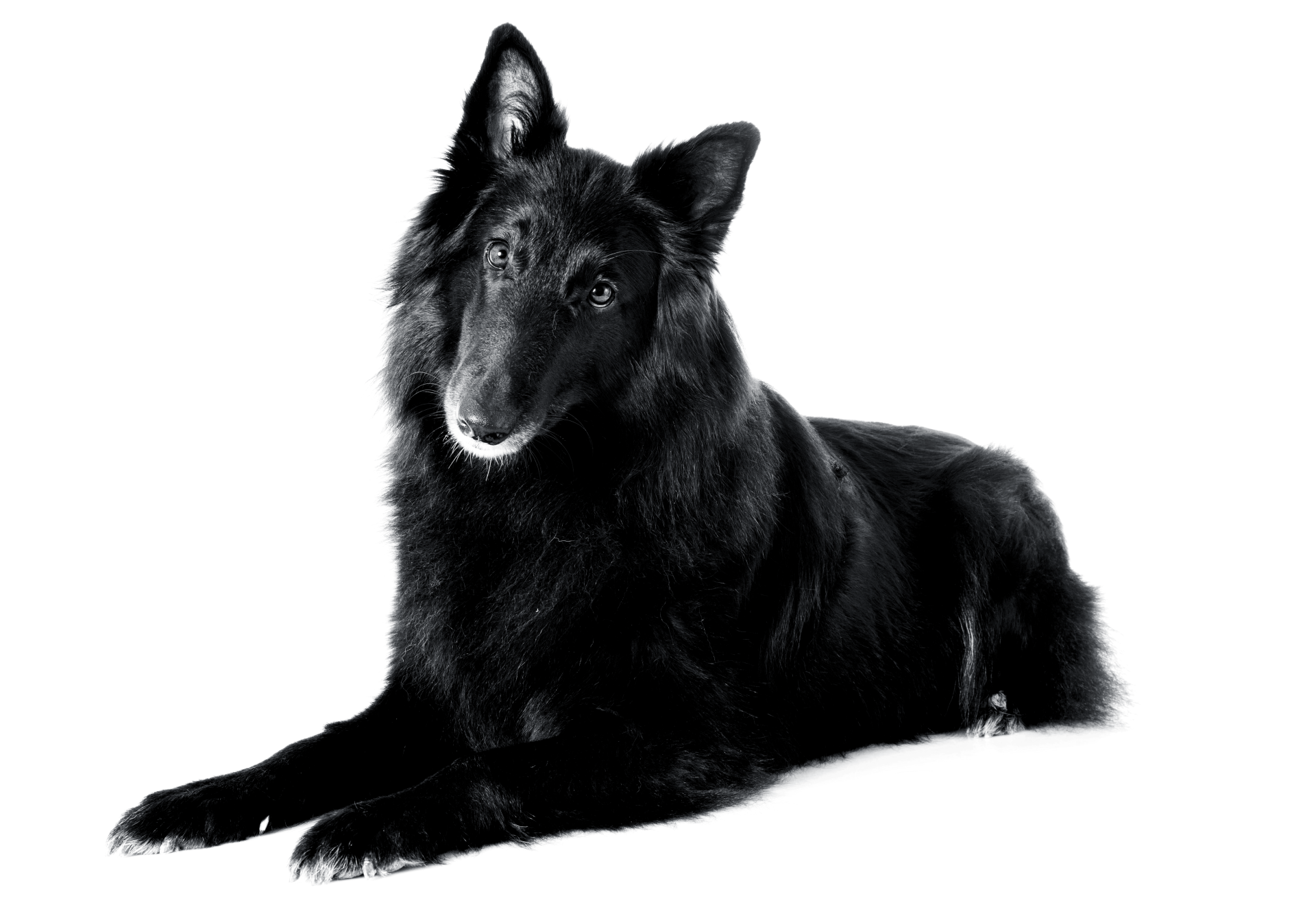 Retrato en blanco y negro de un perro pastor belga sentado