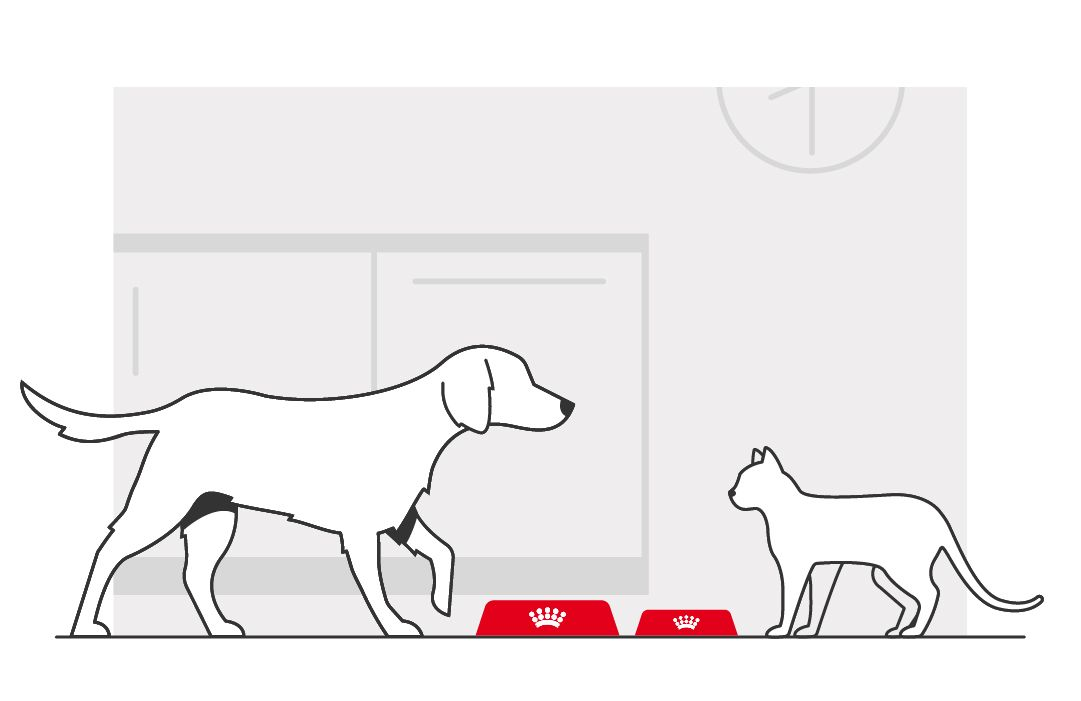 Illustration eines Hundes und einer Katze, die gehen, mit roten Futternäpfen