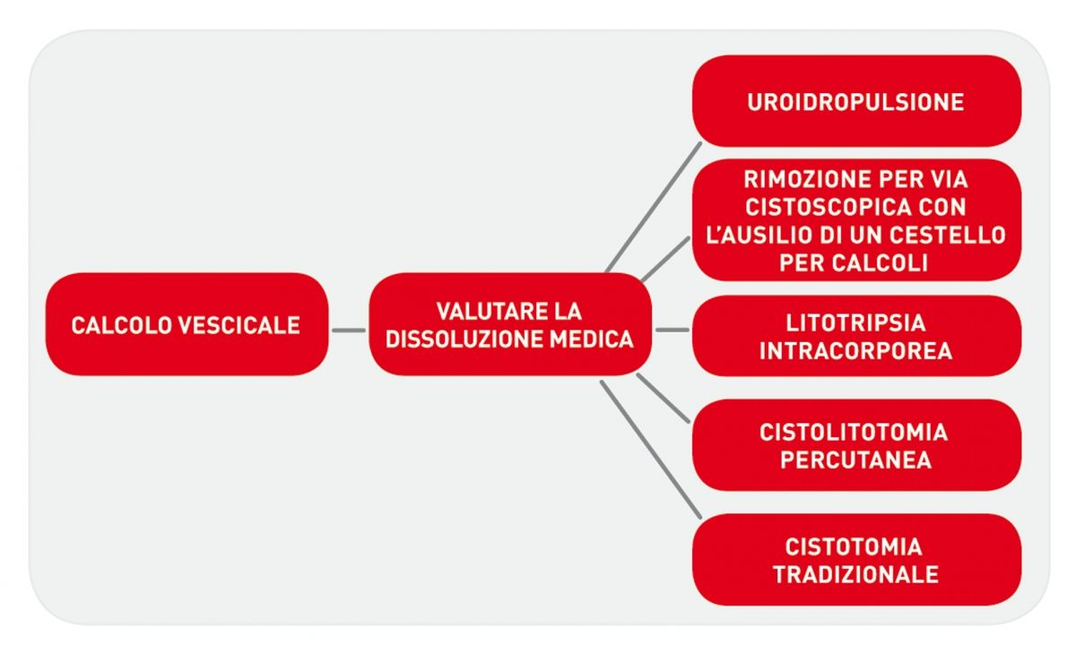 Un semplice algoritmo che illustra gli approcci raccomandati per la rimozione degli uroliti vescicali.