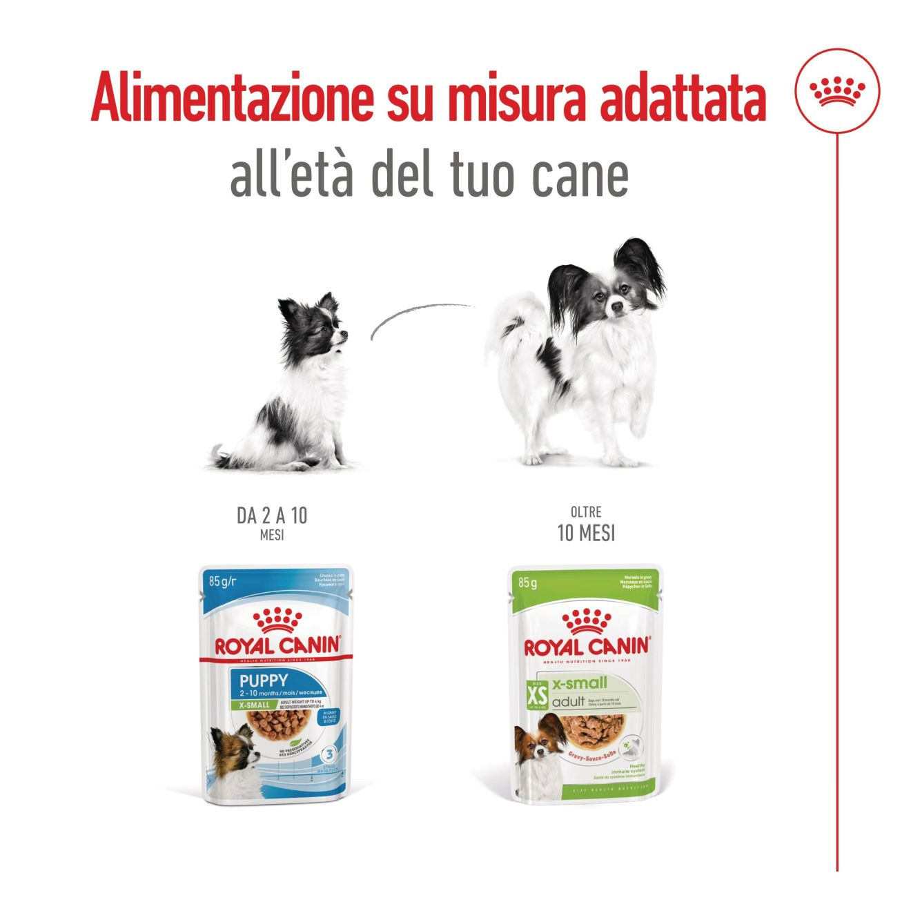 X-Small Adult bocconcini in salsa