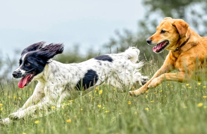 Twee honden rennen buiten