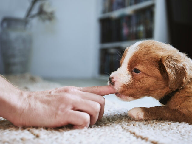 Welpe Nova Scotia Duck Tolling Retriever kaut am Finger seines Besitzers