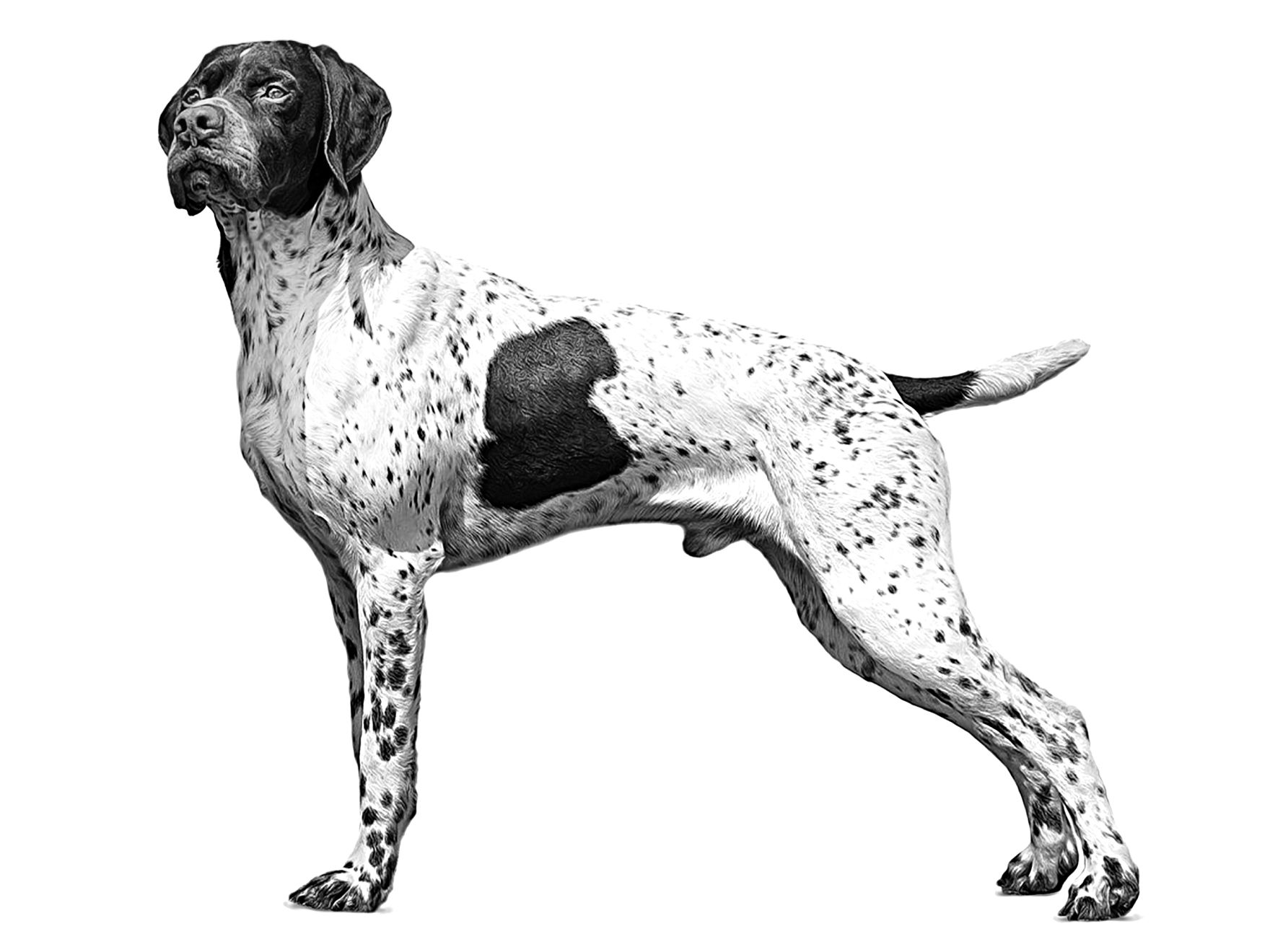 French Pointing Dog - Pyrenean type adult black and white