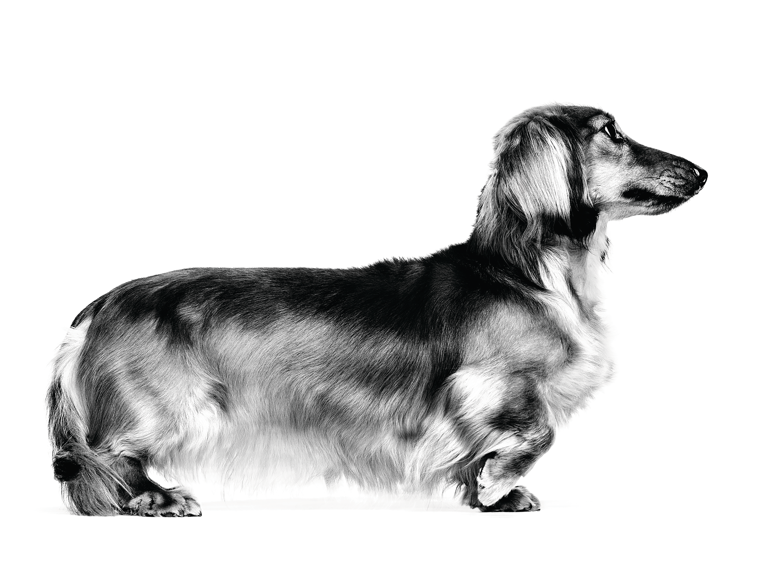 La salud es magnífica para tu Dachshund