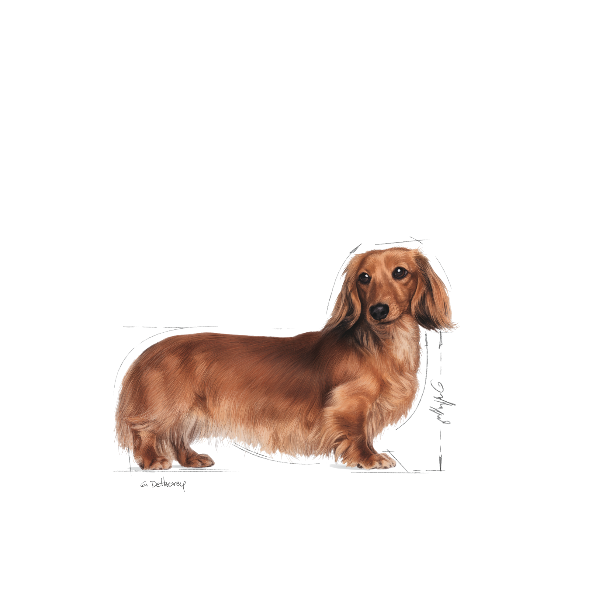 BHN Dachshund Adult Dog