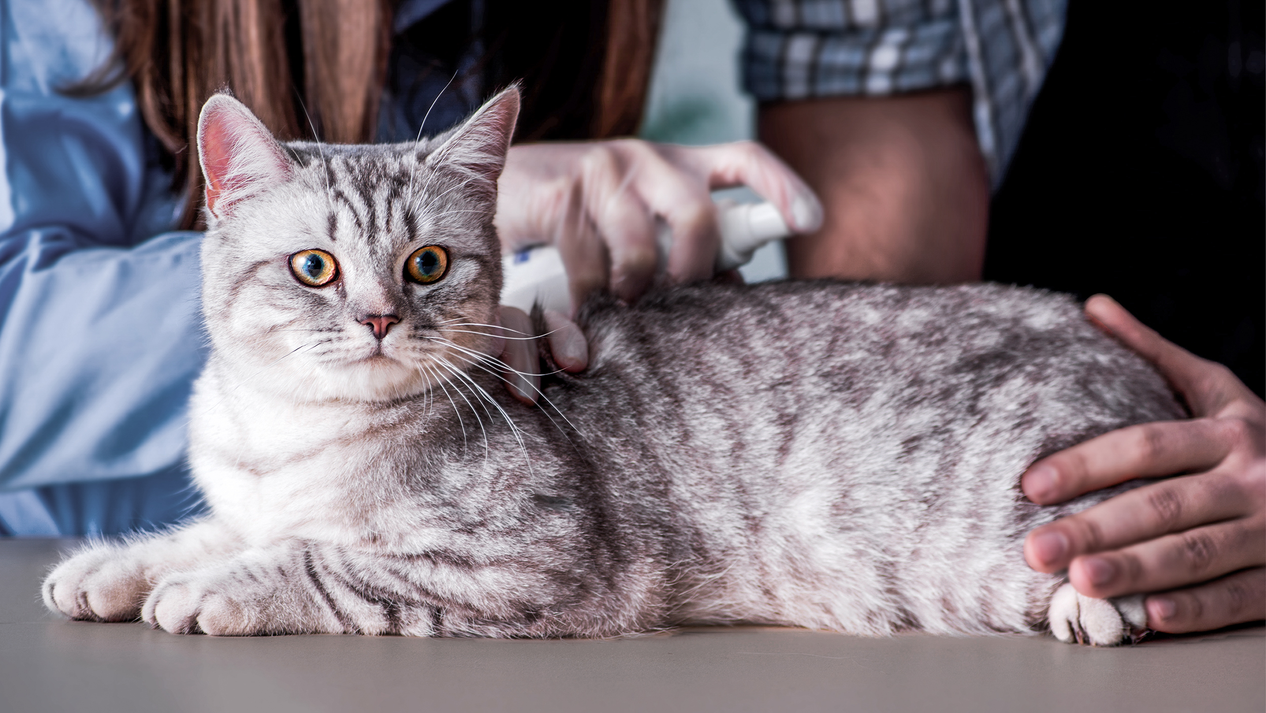 Kucing dewasa berbaring di meja pemeriksaan sedang dirawat oleh dokter hewan.