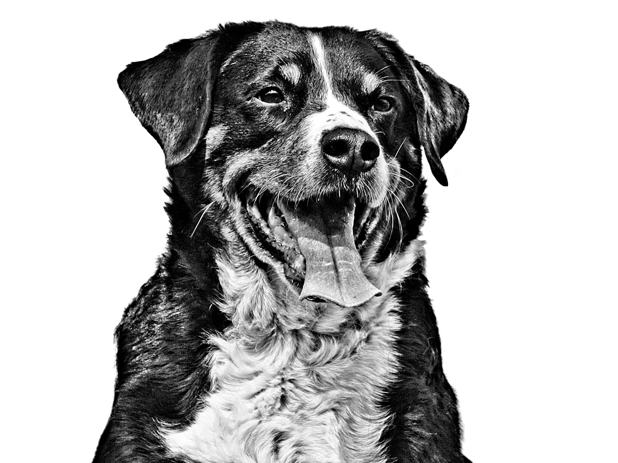 Appenzell cattle dog black and white