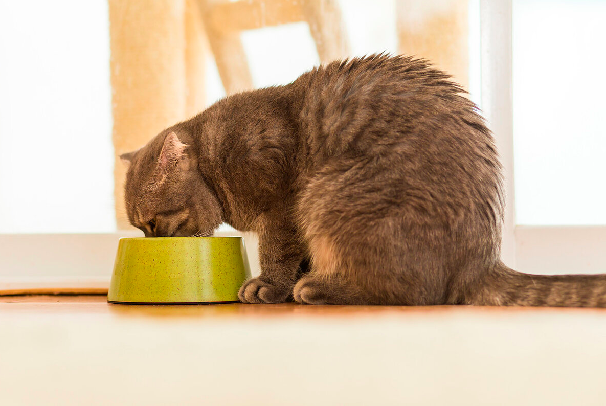 Понос у кошки: симптомы и причины диареи у кота | Royal Canin