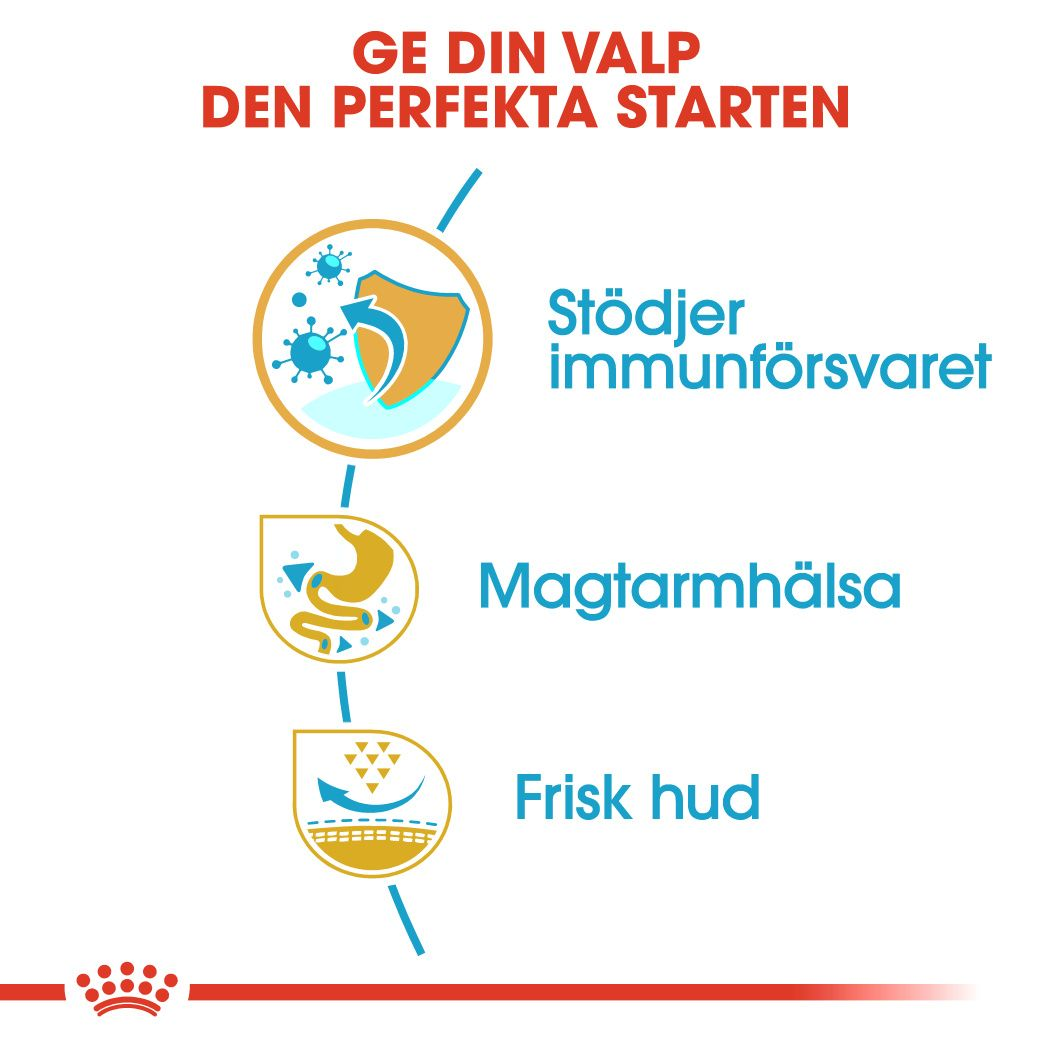 French Bulldog Puppy