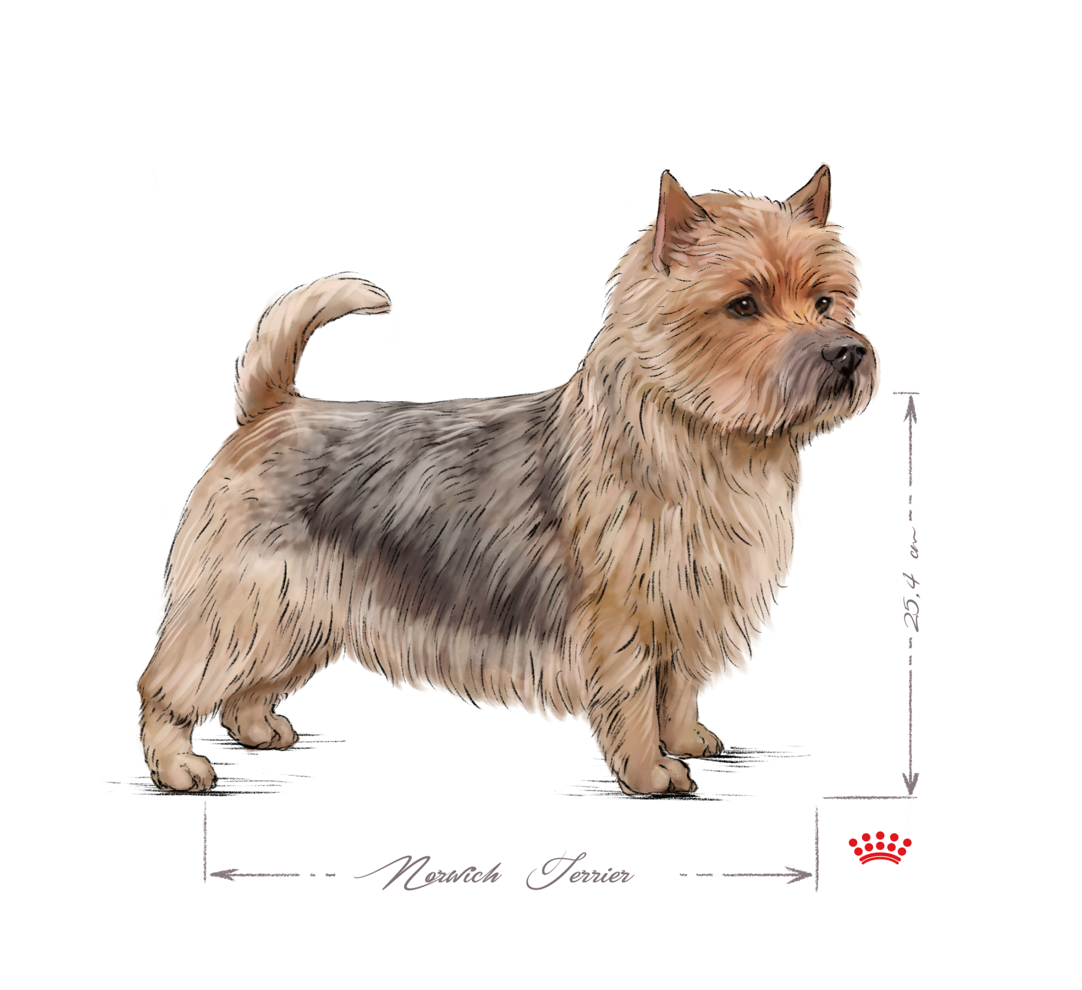 Norwich Terrier adult black and white