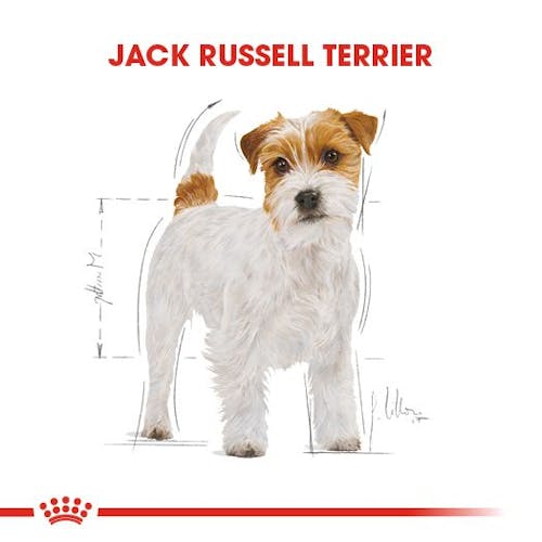 Jack Russell Adult