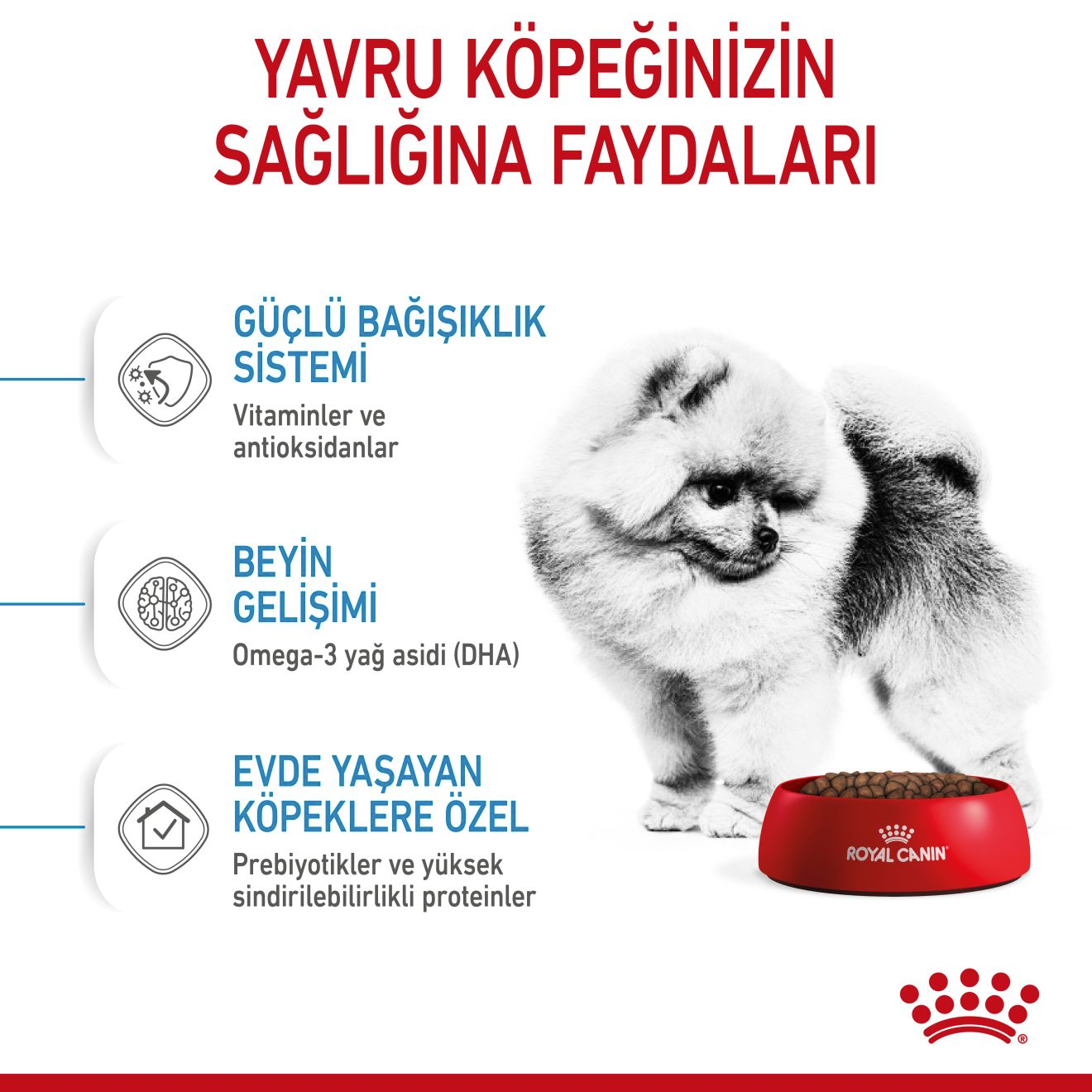 Pets at home outlet royal canin mini puppy