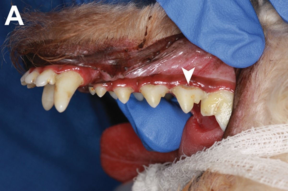 Geringgradige Plaque- und Zahnsteinbildung an den rechten mandibulären Prämolaren bei einem zwei Jahre alten Toypudel. Der Patient liegt in Rückenlage für eine Zahn- und Maulhöhlenuntersuchung unter Anästhesie. Ein geringgradiger Zahnfleischrückgang mit Plaquebildung ist im Bereich der Furkation des rechten mandibulären P4 zu erkennen (Pfeilspitze). Bei diesem Hund putzte der Besitzer zweimal täglich die Zähne.