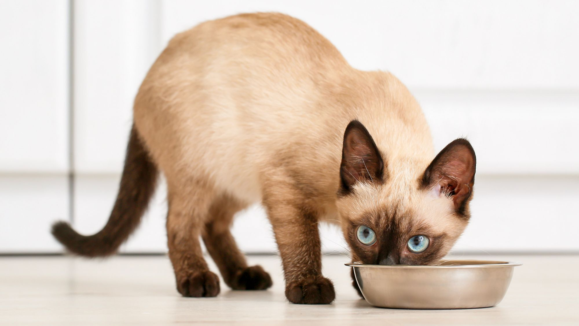 Adult cat eating from a metal bowl at home