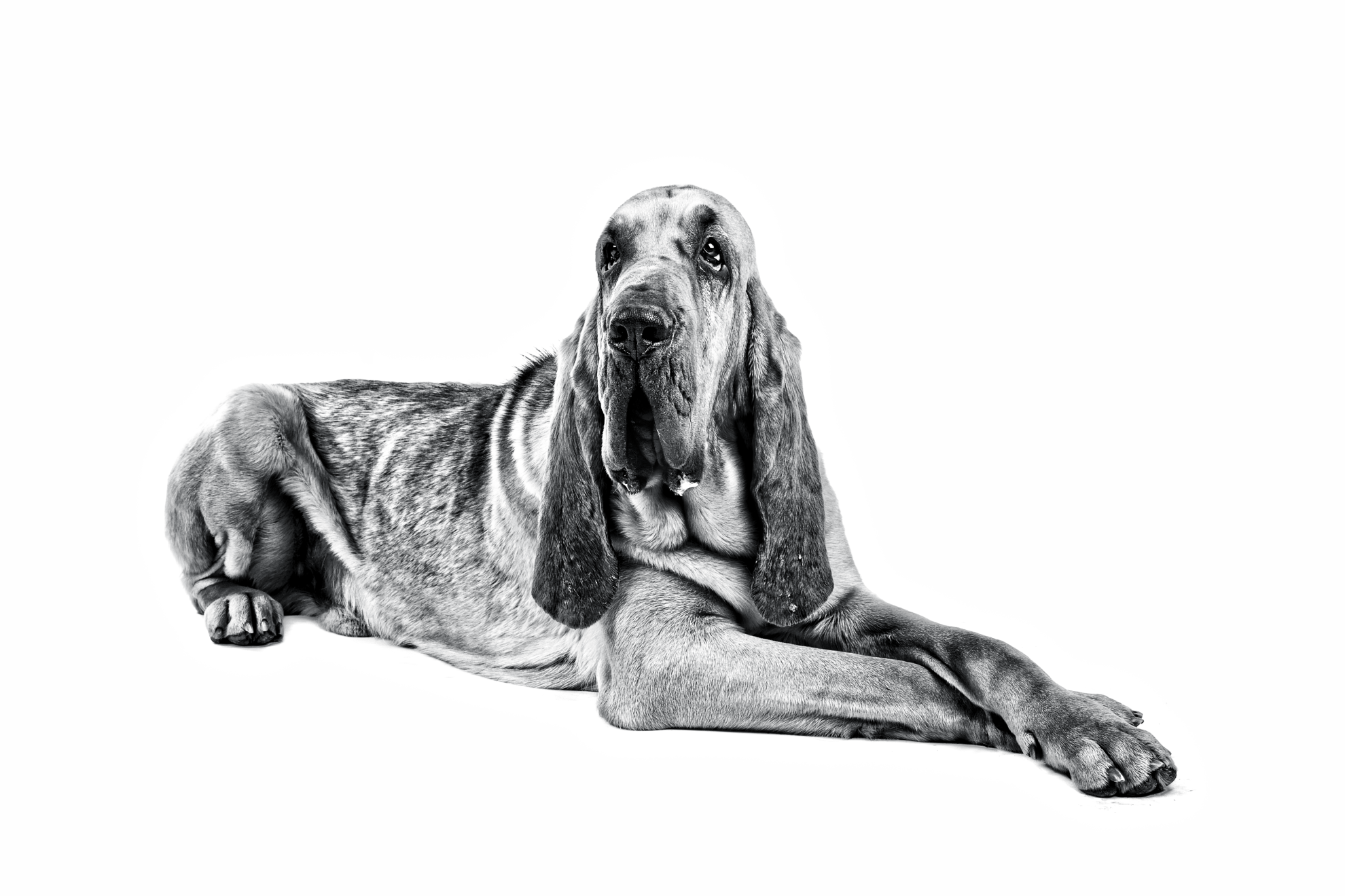 Retrato en blanco y negro de un Bloodhound sentado con las patas delanteras cruzadas