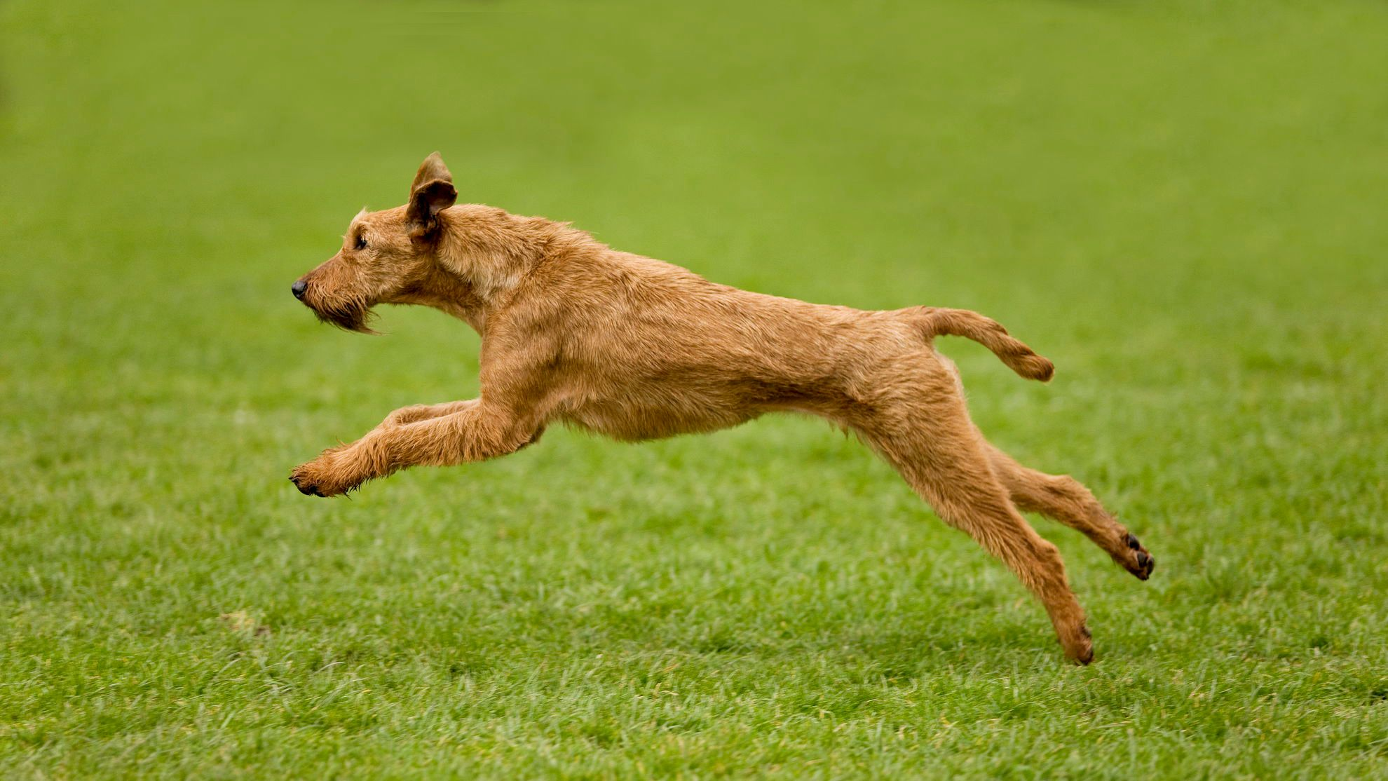 Irish Terrier caught mid-air bounding over a field
