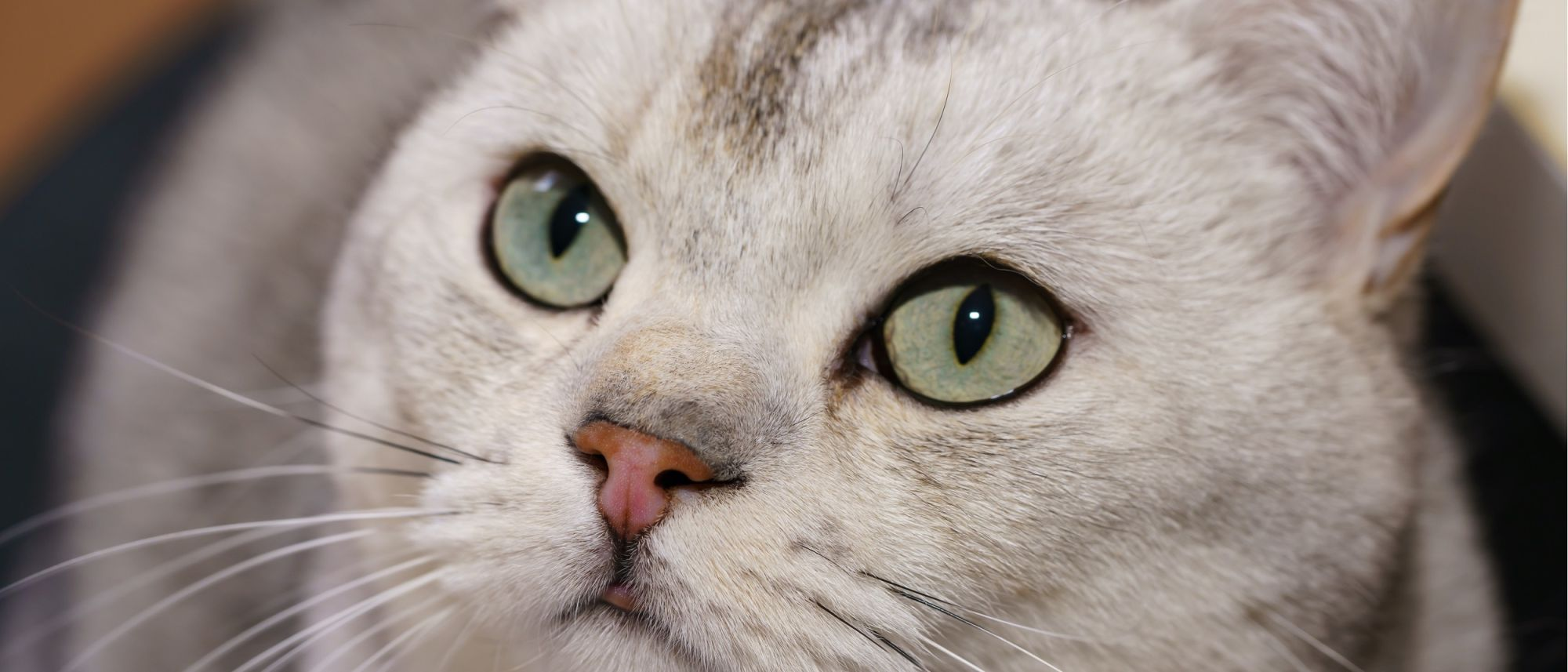 animación Miniatura Natura ¿Qué es la conjuntivitis en gatos? Descubre todo sobre ...