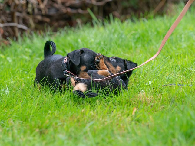 Pasgeboren honden die voor het eerst in het gras spelen