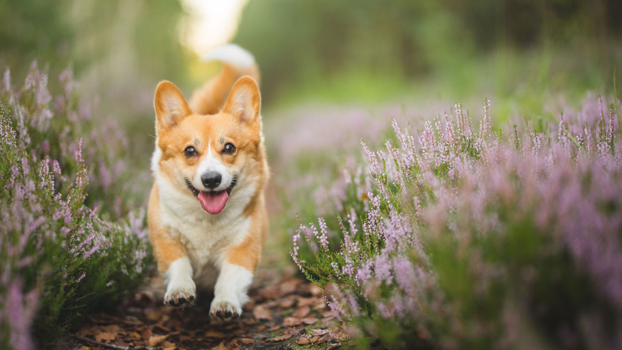 Un Pembroke Corgi felice che corre in giardino