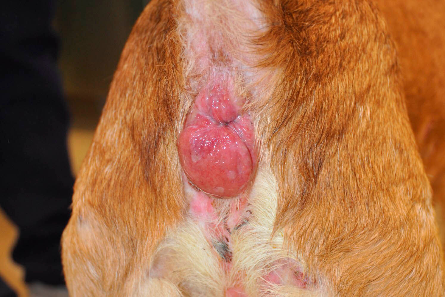 Érythème et gonflement périanal chez un chien présentant un lymphome épithéliotrope