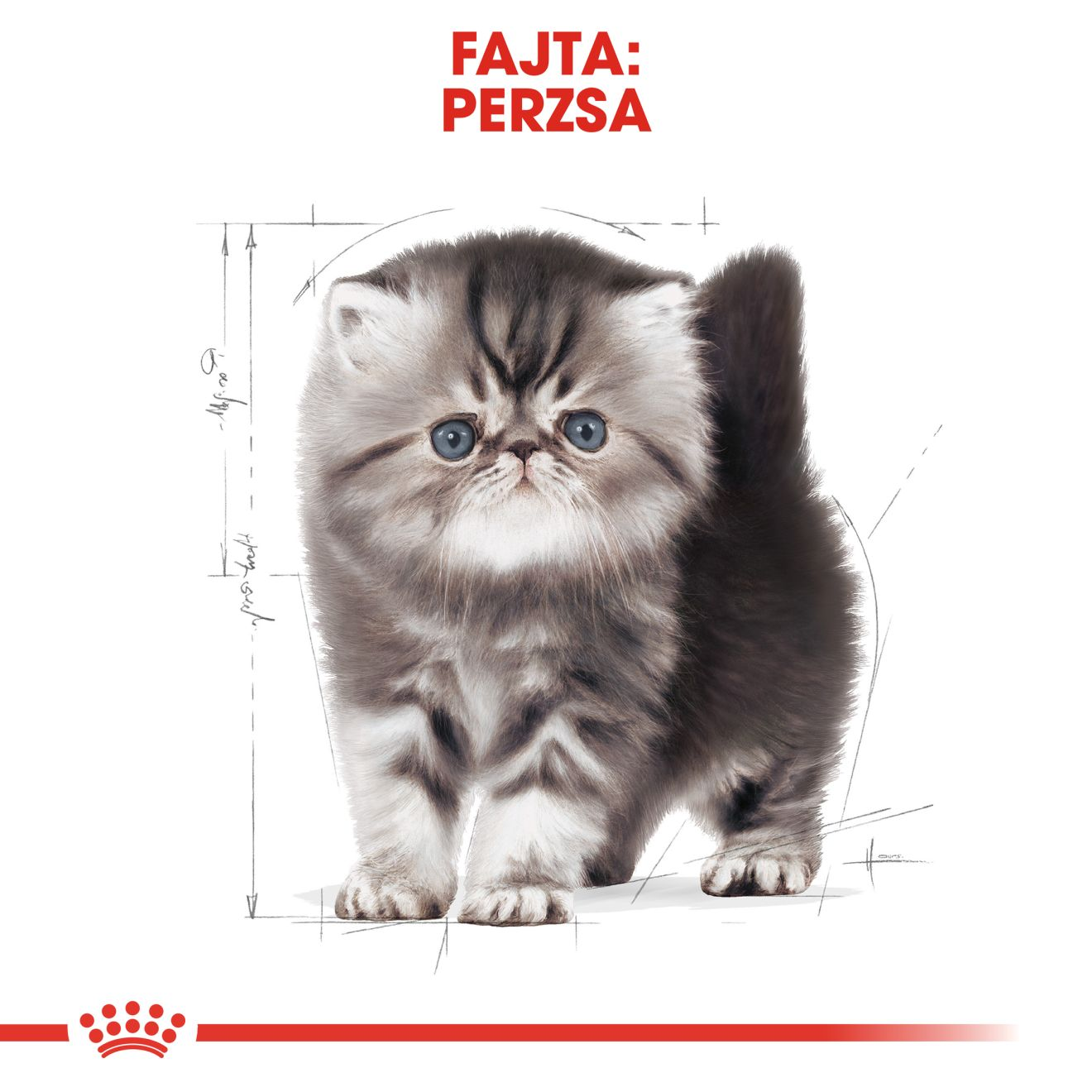 Persian Kitten