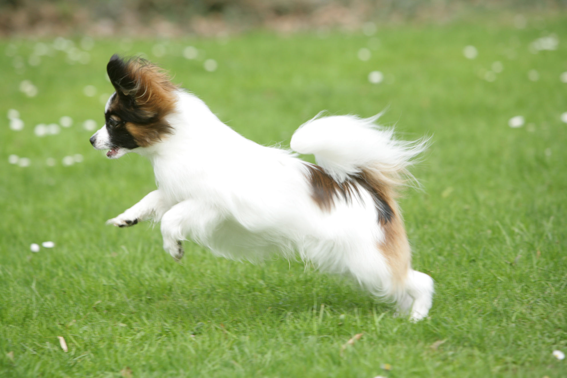  Small, energetic Papillon dog is leaping across a green lawn