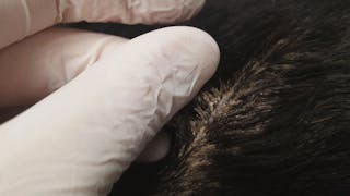 Hundehaarfollikel mit Keratinmanschetten