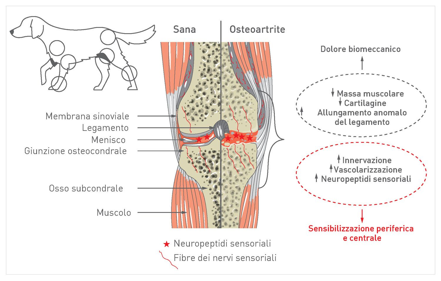 Panoramica schematica di un’articolazione sana e osteoartritica