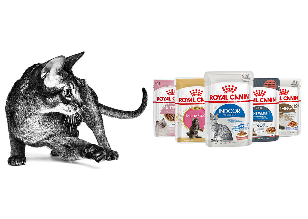 Patés et bouchées en sauces pour chat Royal Canin