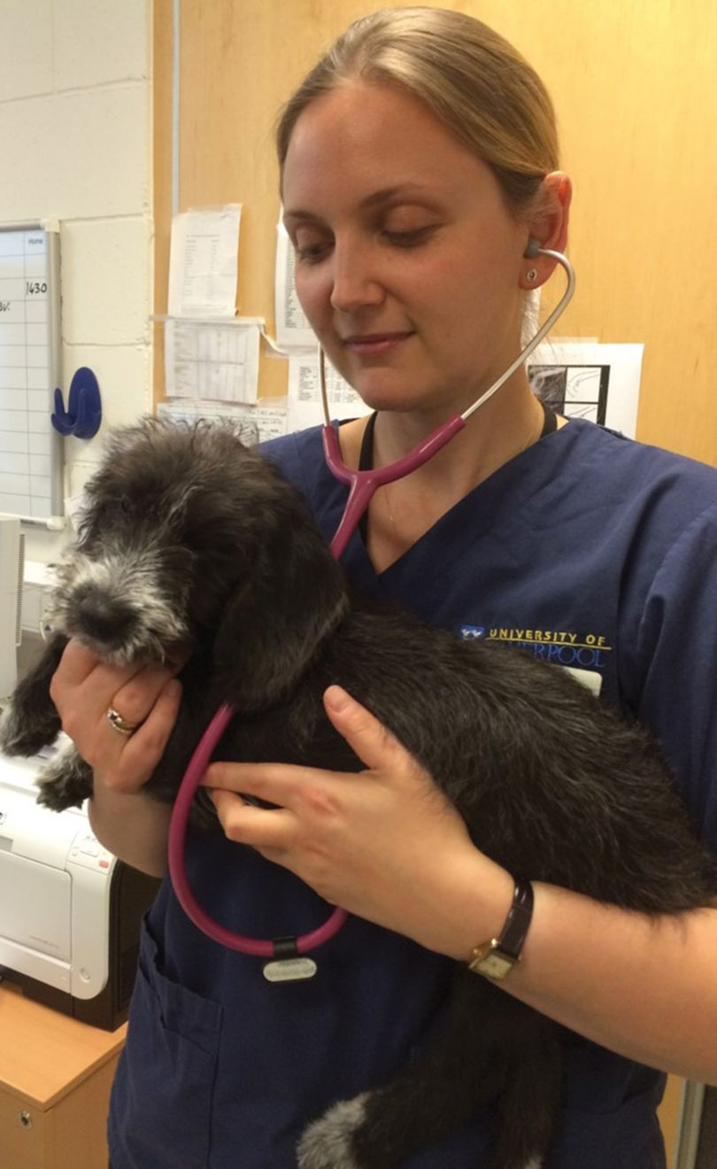 Figure 1. Lauscultation des souffles peut tre difficile chez les chiots