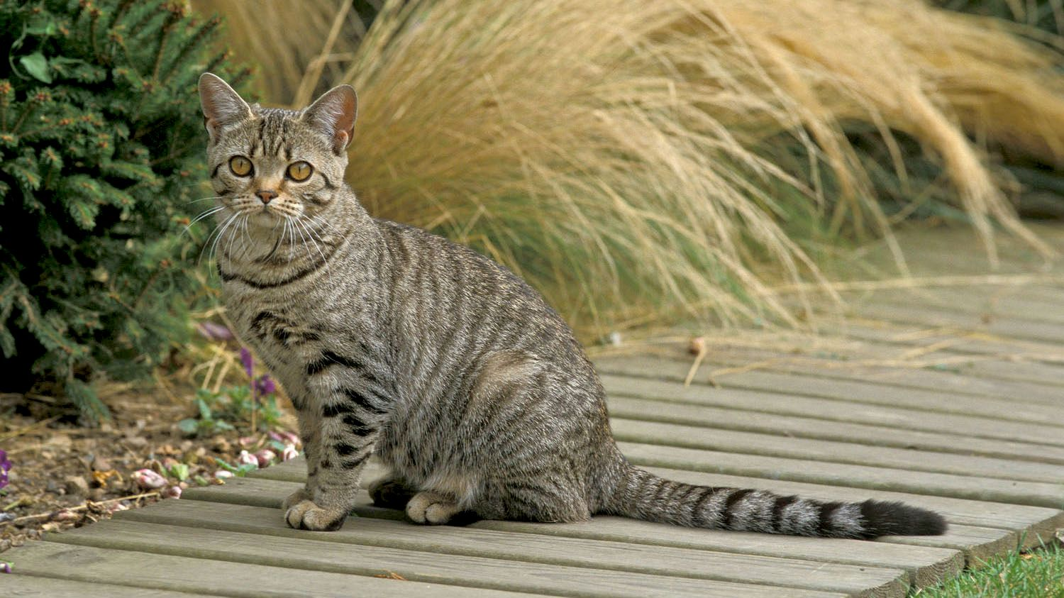 American Shorthair seduto su una passerella di legno davanti a un prato con erbe alte