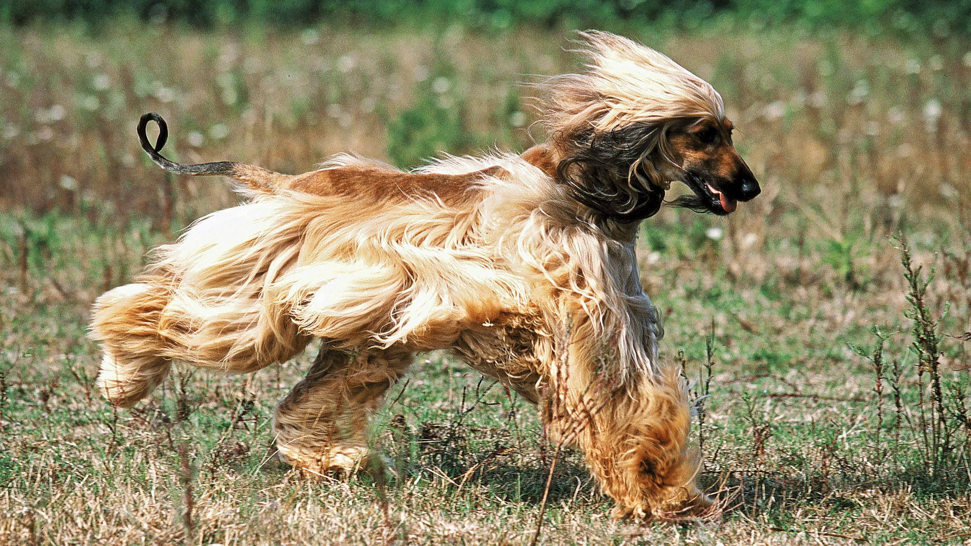 Beige Afghan Hound running over grass