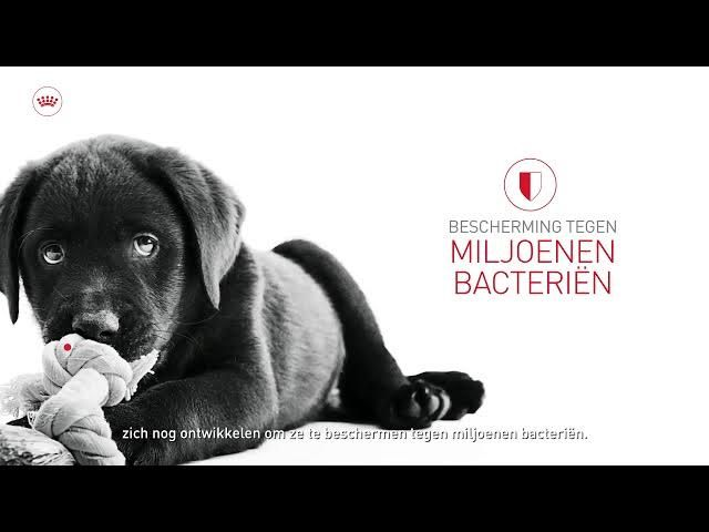 start-of-life-immunity nl