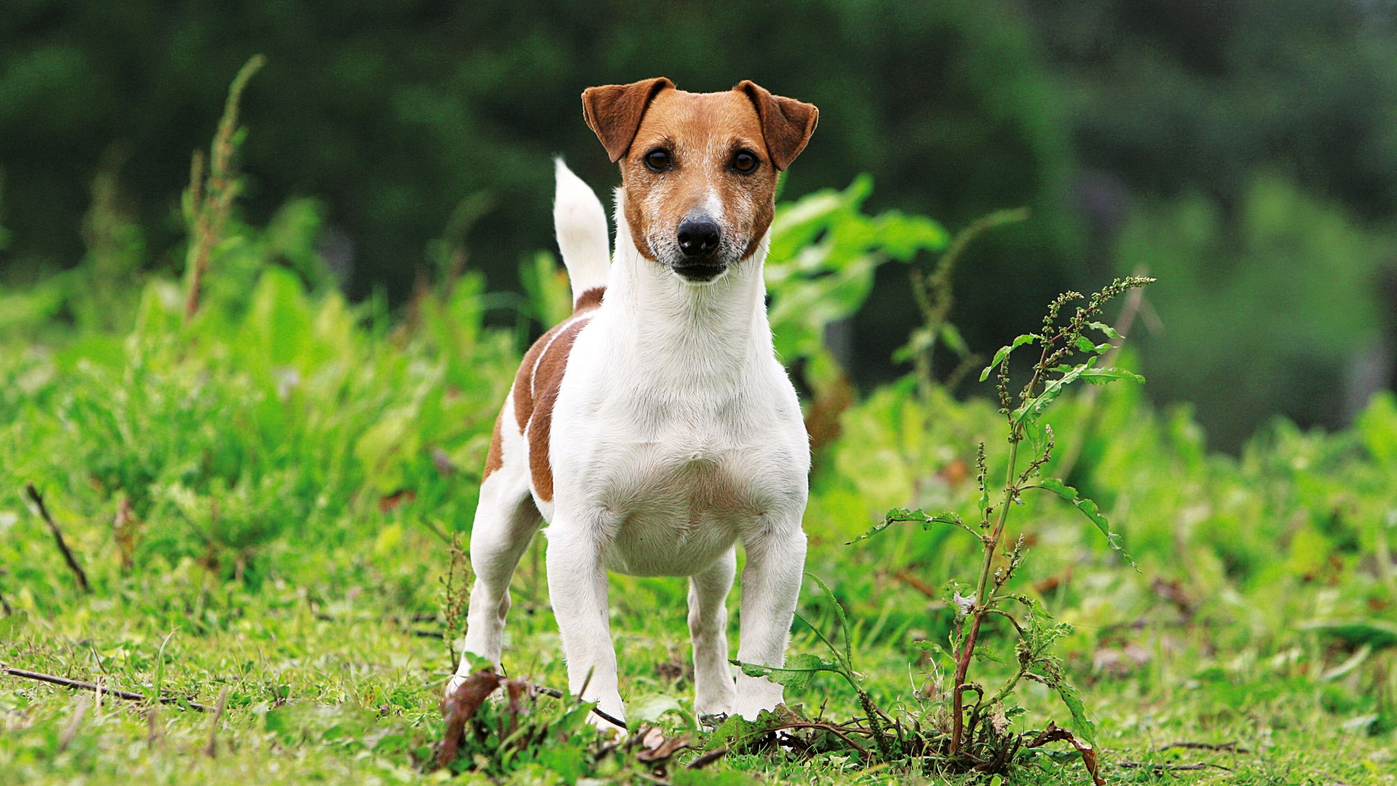 Portret alb-negru al unui Jack Russell șezând