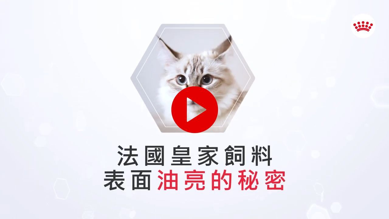 法國皇家飼料表面油亮的秘密