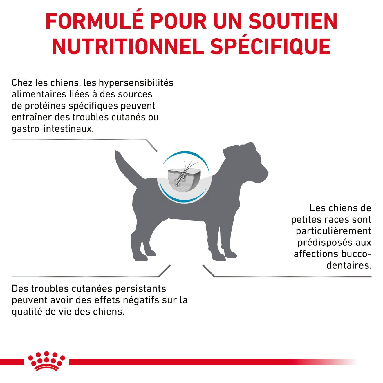 Anallergenic Small Dogs