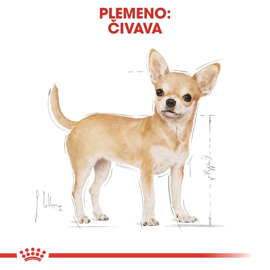 CHIHUAHUA Adult