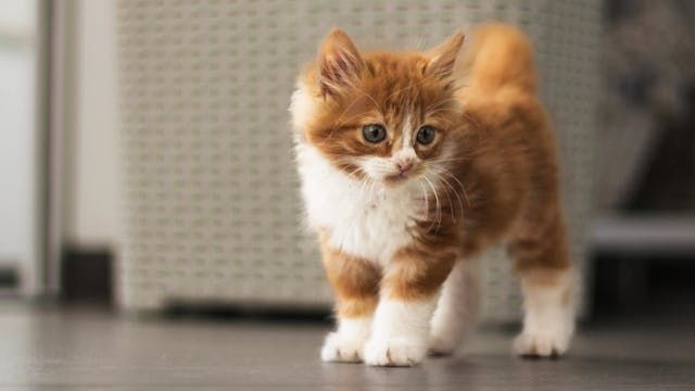 Gatito naranja y blanco de pie dentro de casa 