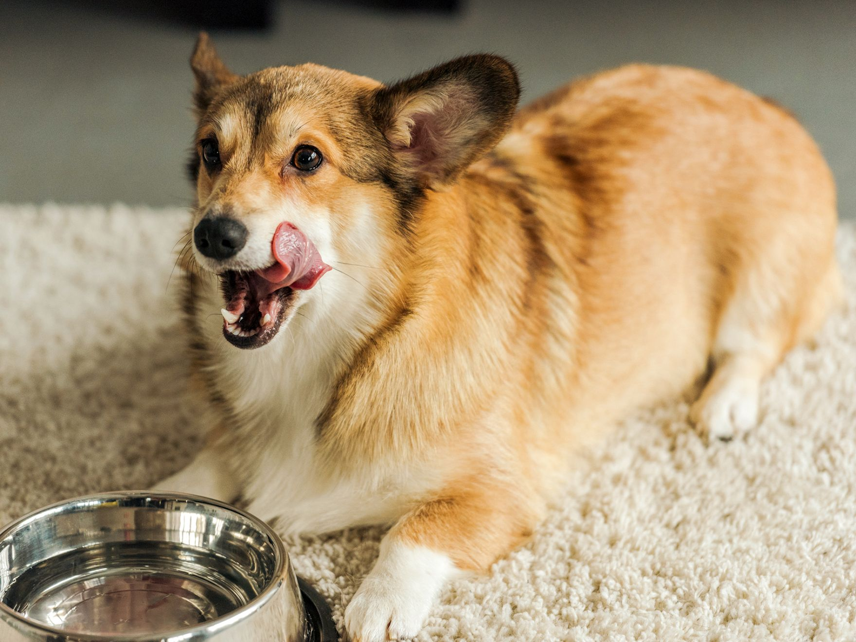 Welsh Corgi Pembroke adulto deitado em um tapete branco em frente a uma tigela de prata