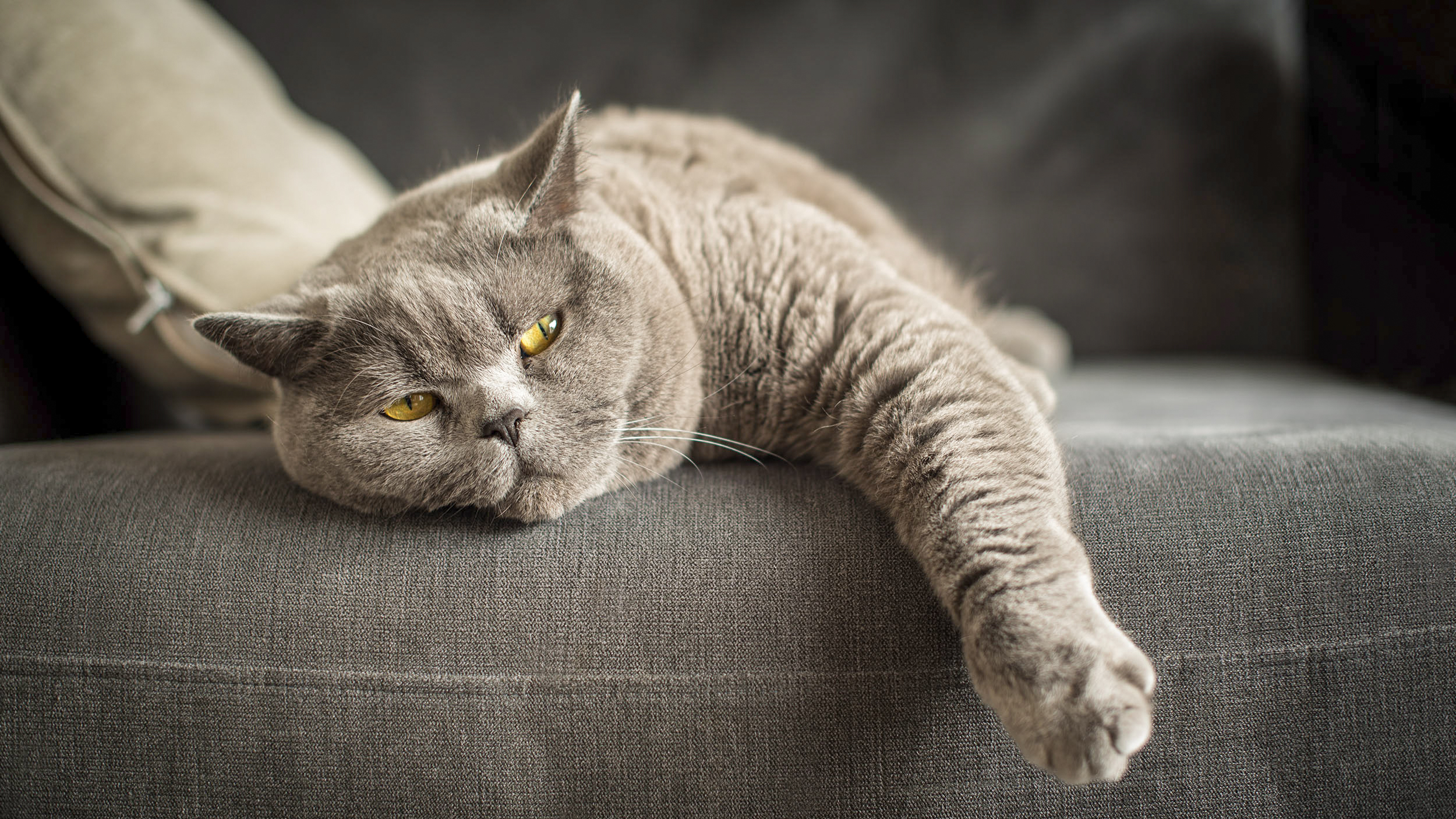 Adult British Shorthair lying down on a grey sofa.