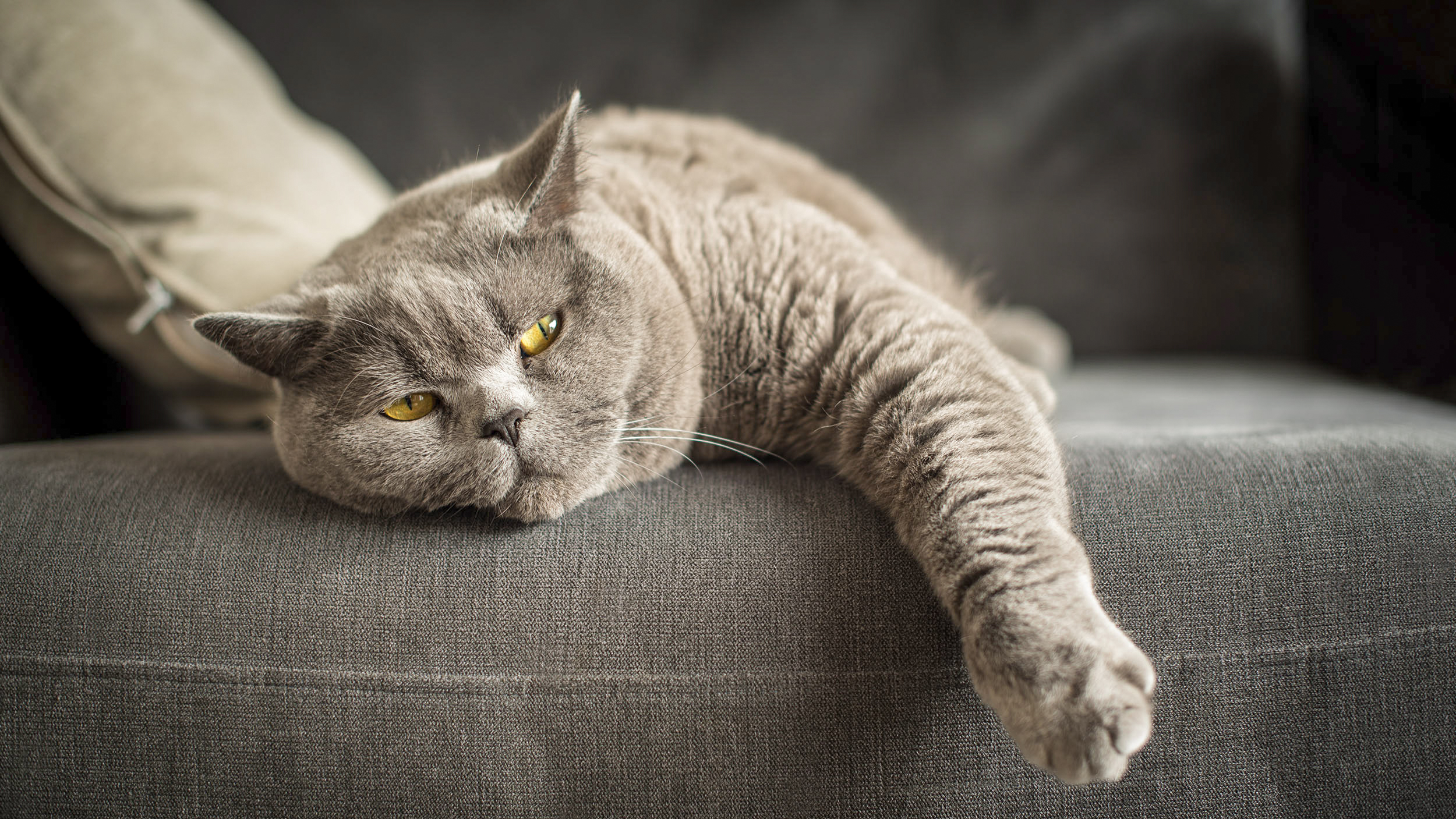 En vuxen katt av rasen brittiskt korthår ligger på en grå soffa.