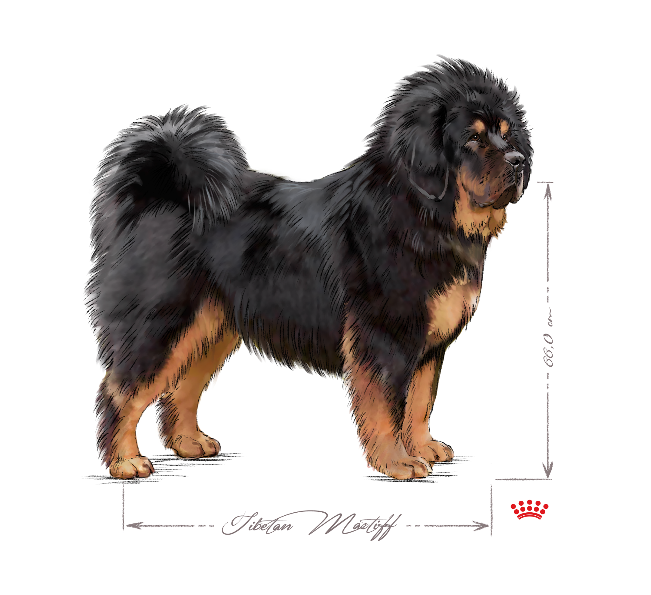 Tibetan Mastiff adult black and white