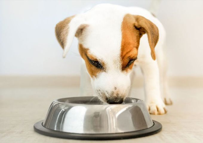 幼犬吃飯