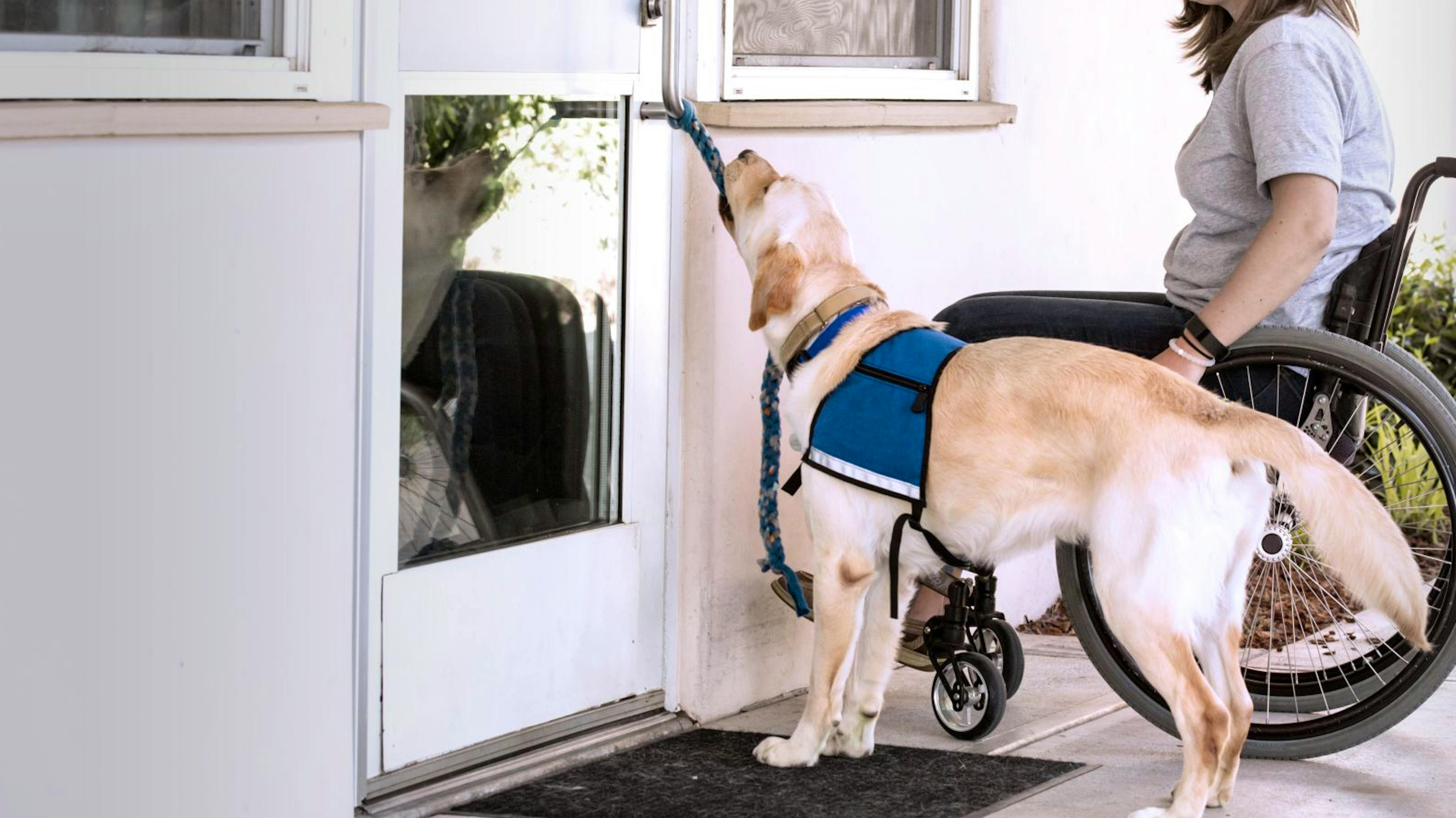車椅子の女性のためにドアを開けるゴールデン ラブラドール レトリバー